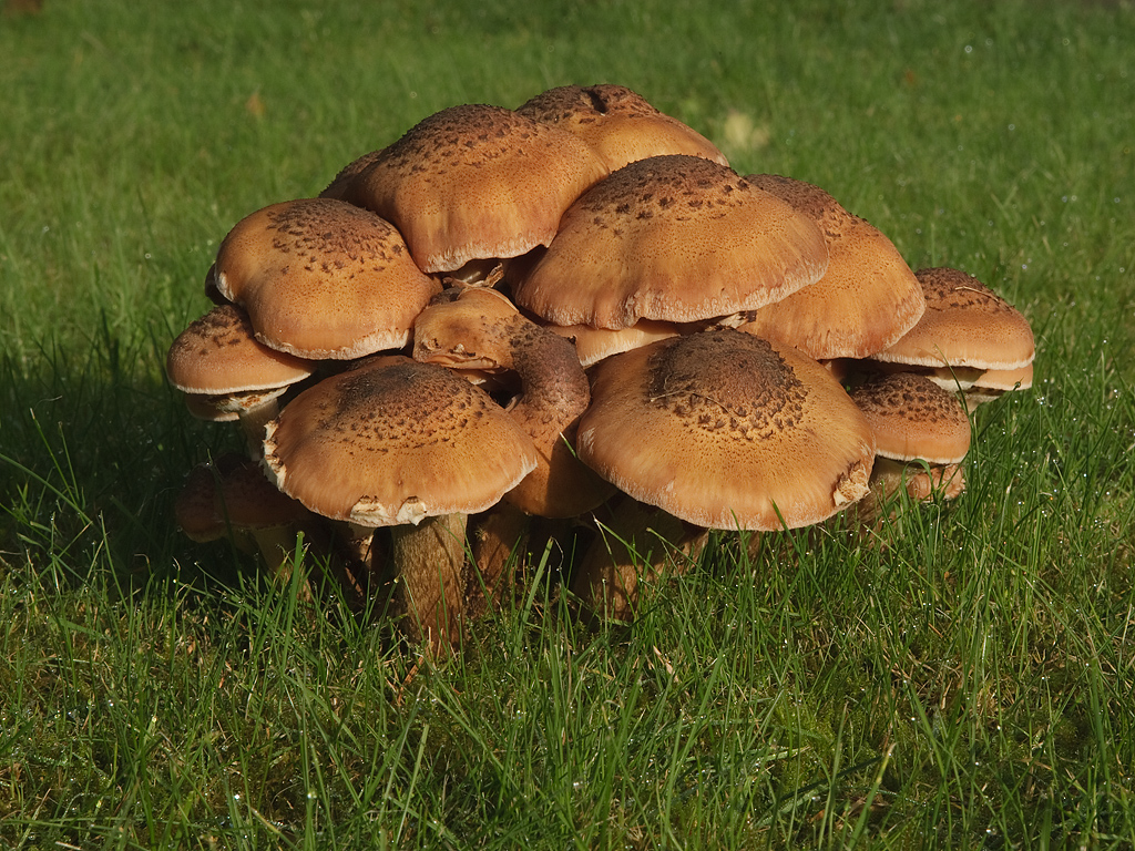 Armillaria ostoyae  Sombere honingzwam